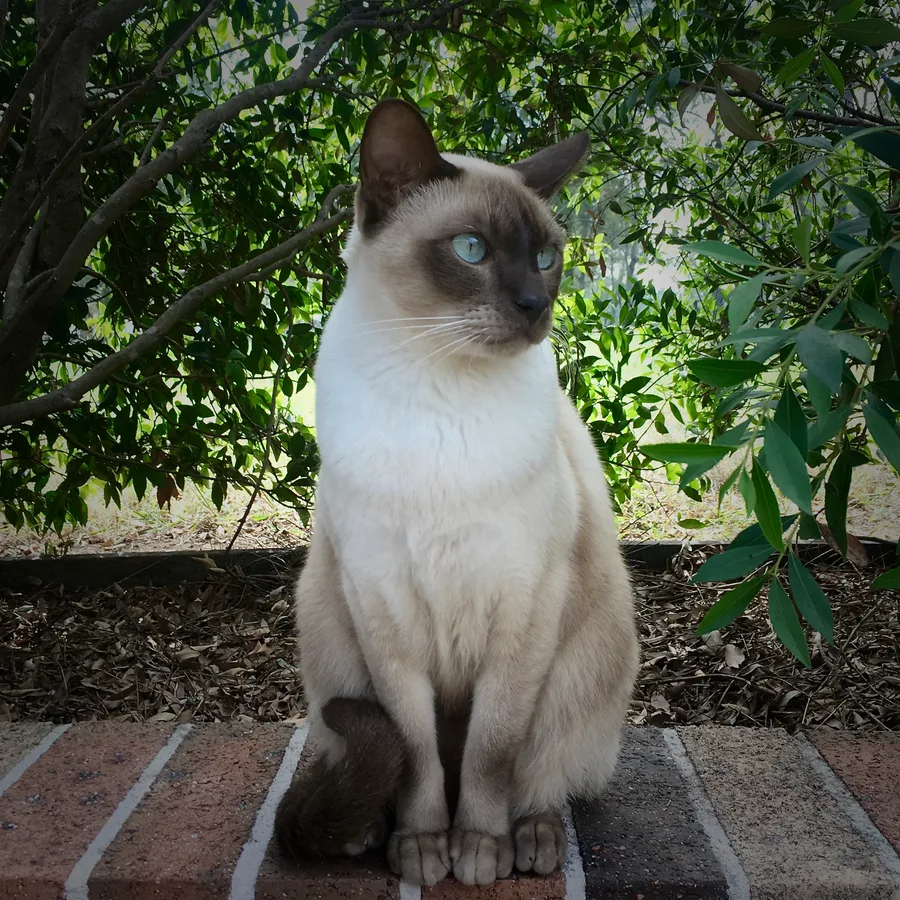 Tonkinese cat