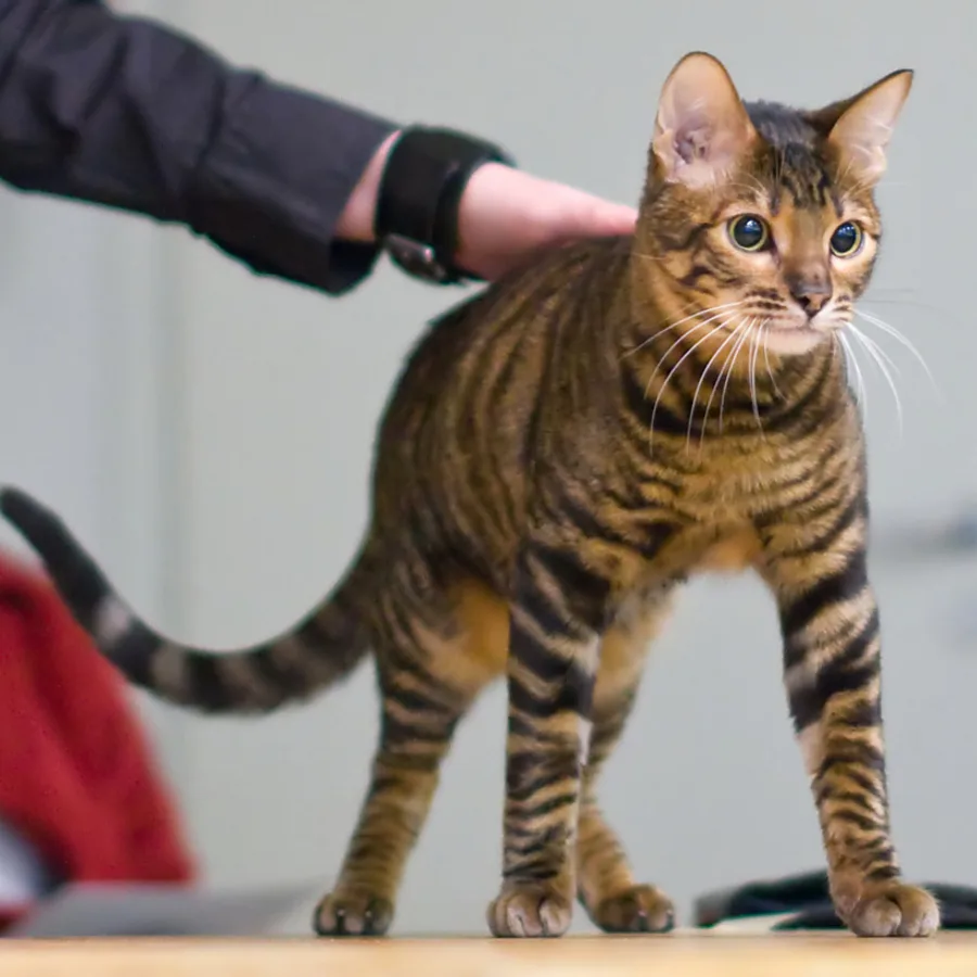 Toyger cat