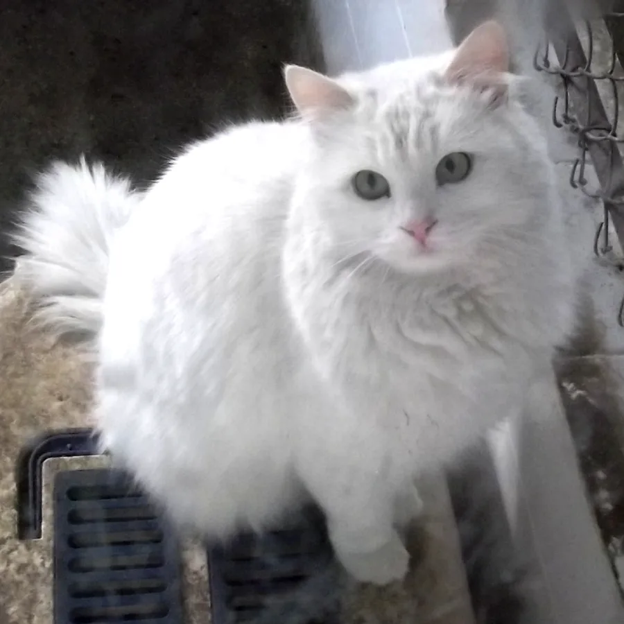 Turkish Angora cat