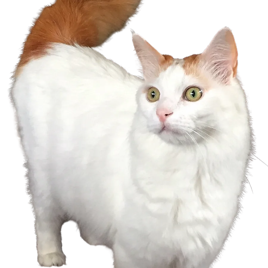 Turkish Van cat