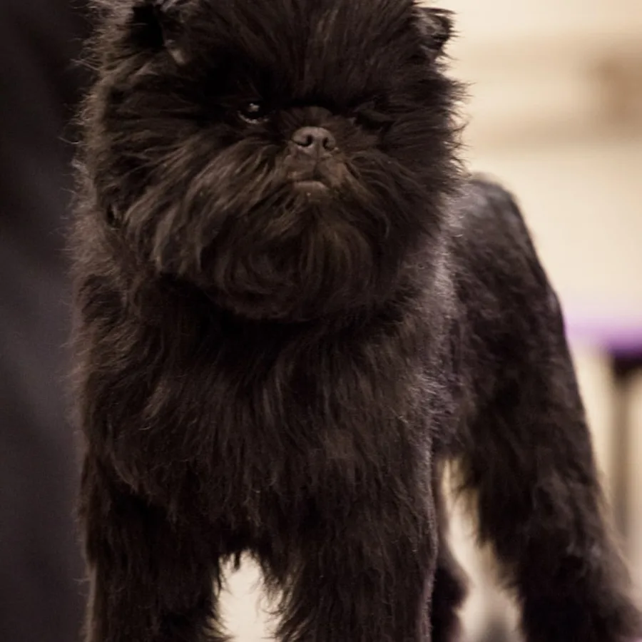 Affenpinscher dog