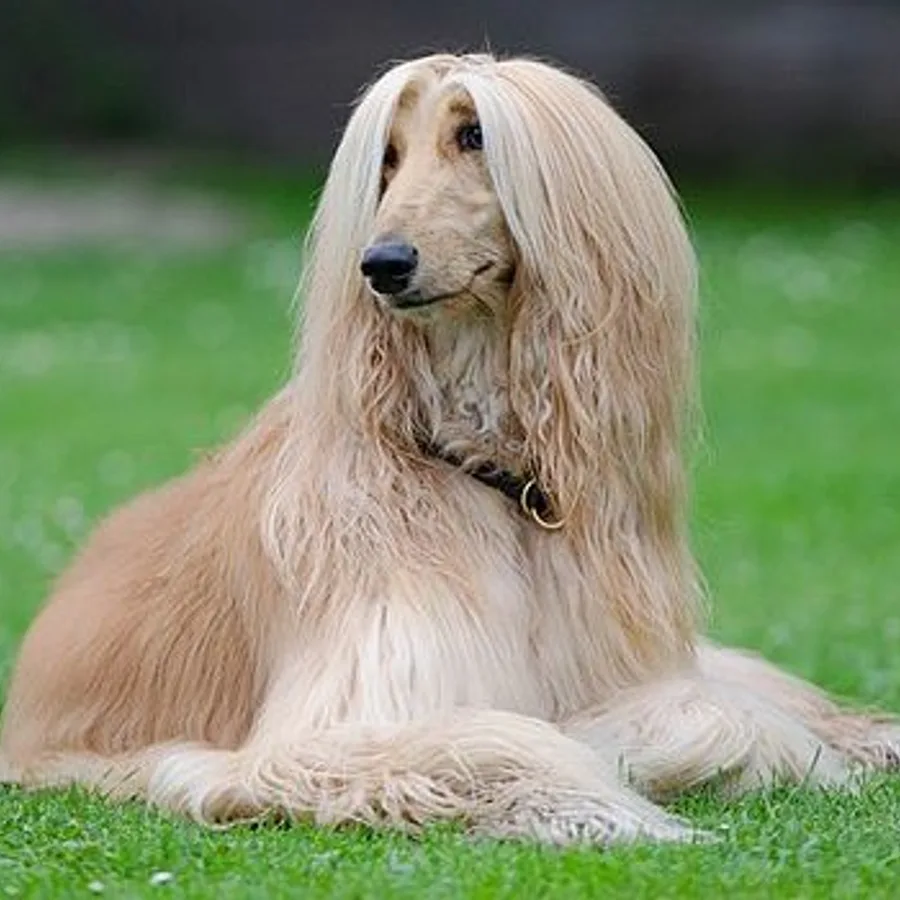 Afghan Hound dog