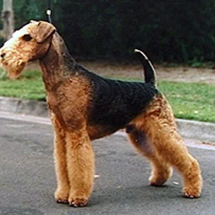 Airedale Terrier dog