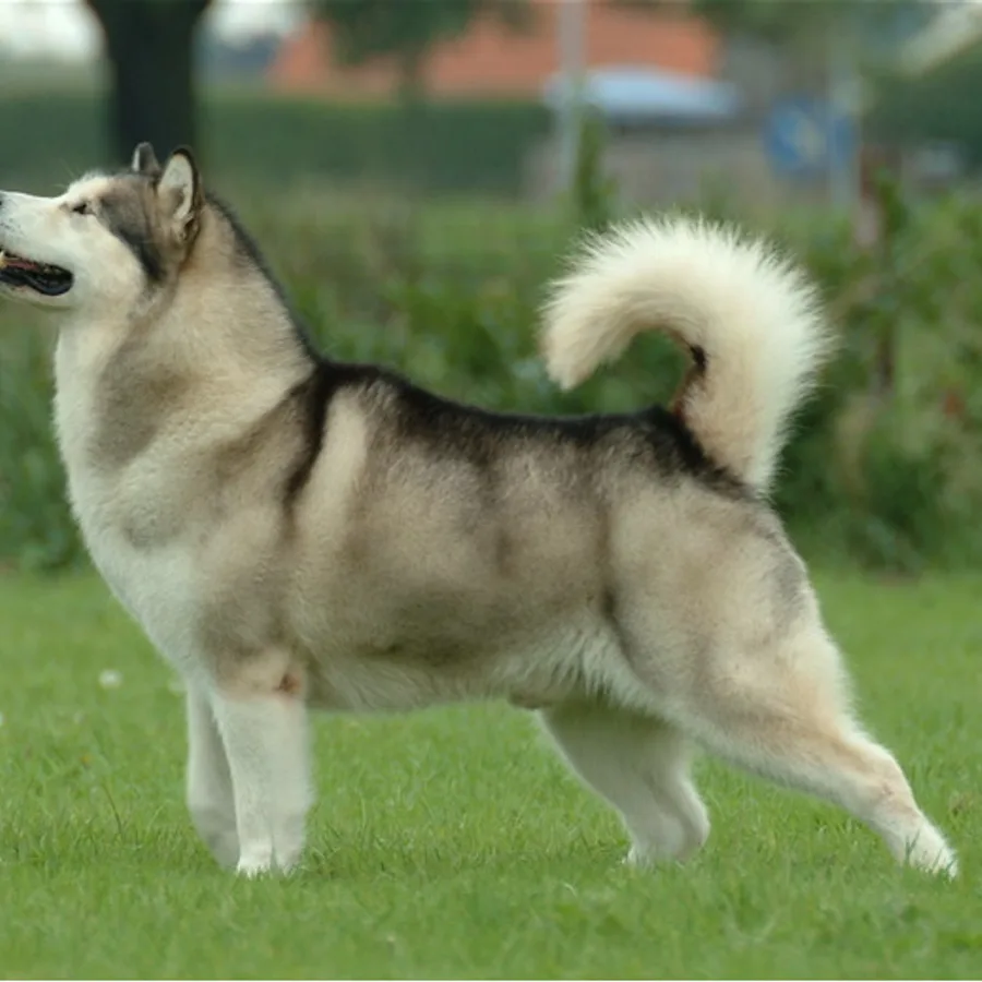 Alaskan Malamute dog