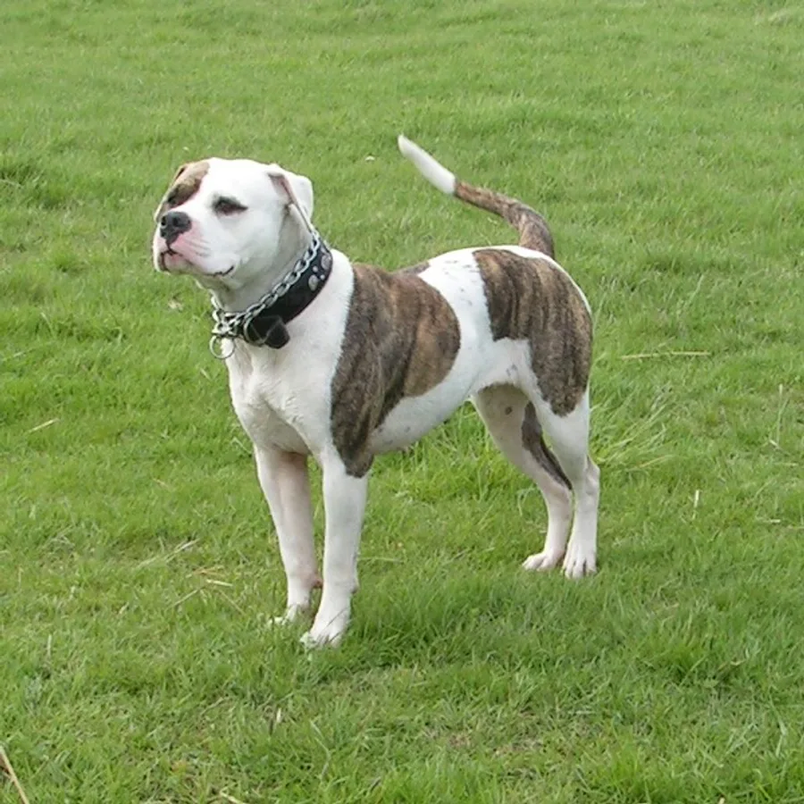 American Bulldog dog