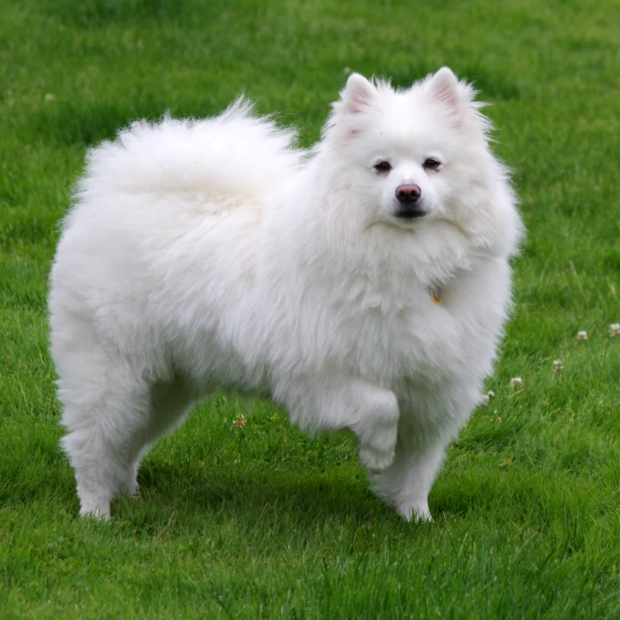 American Eskimo Dog dog