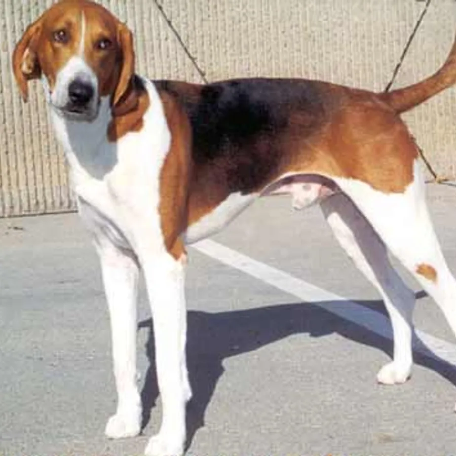 American Foxhound dog