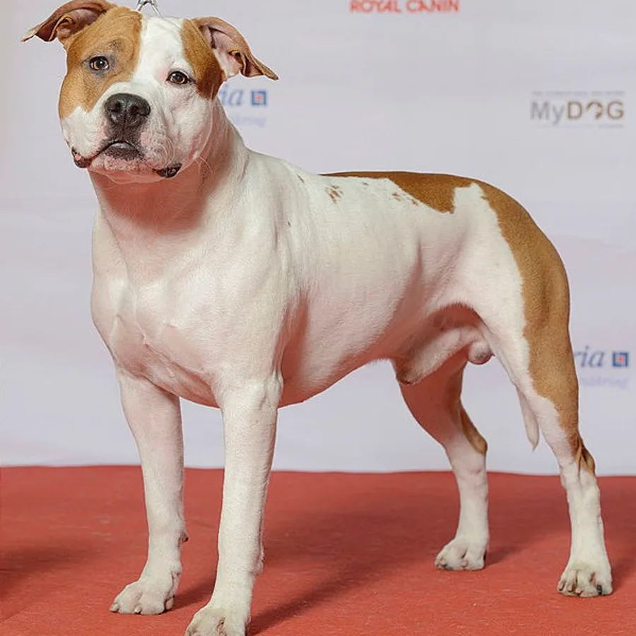 American Staffordshire Terrier dog