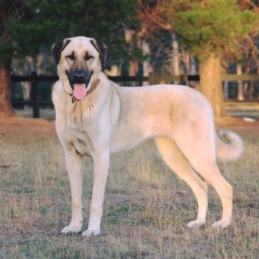 Anatolian Shepherd Dog dog