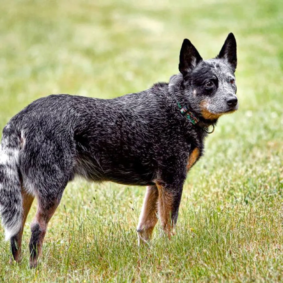 Australian Cattle Dog dog