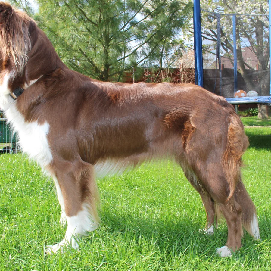 Australian Shepherd dog