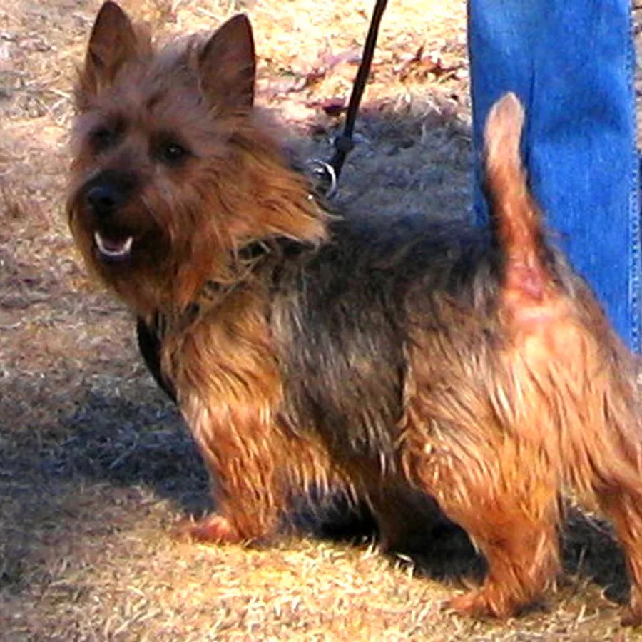 Australian Terrier dog