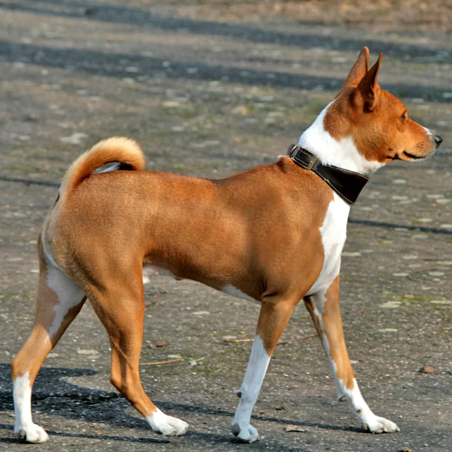 Basenji dog