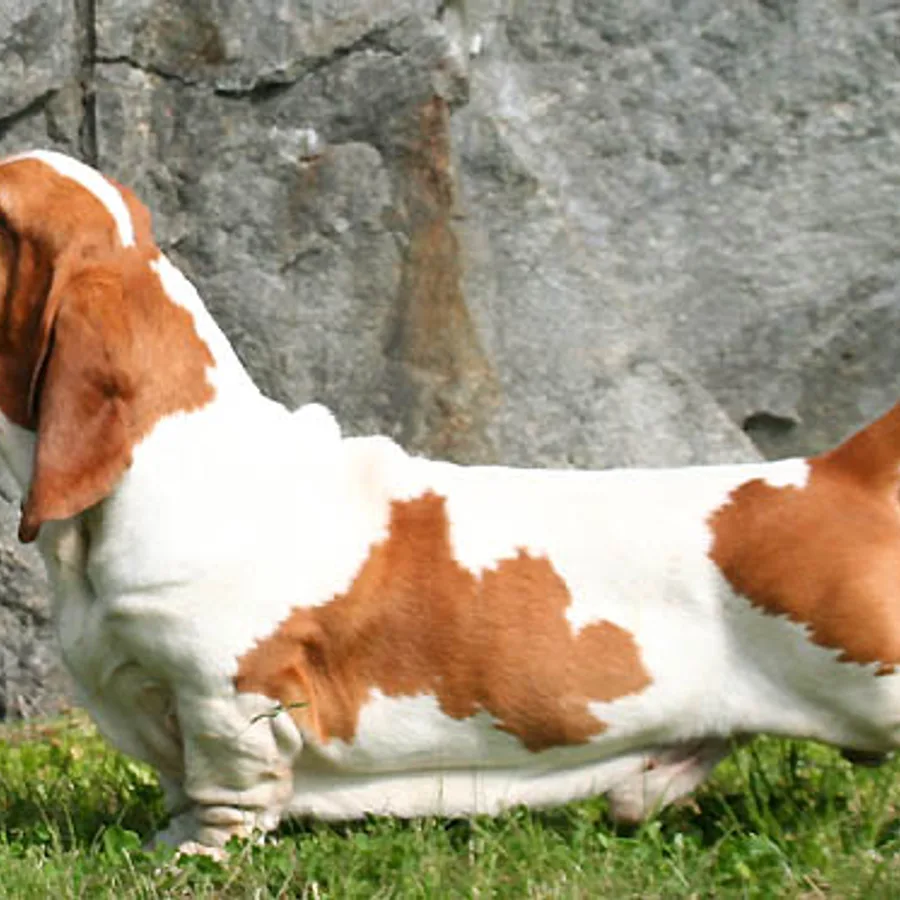 Basset Hound dog