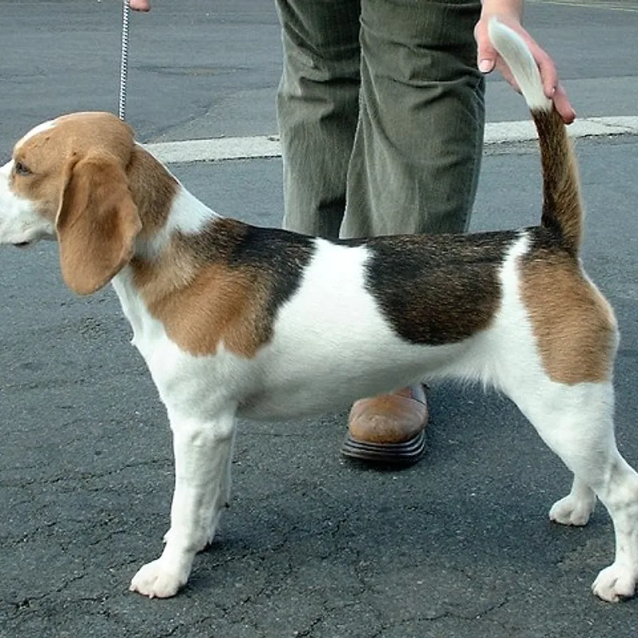 Beagle dog
