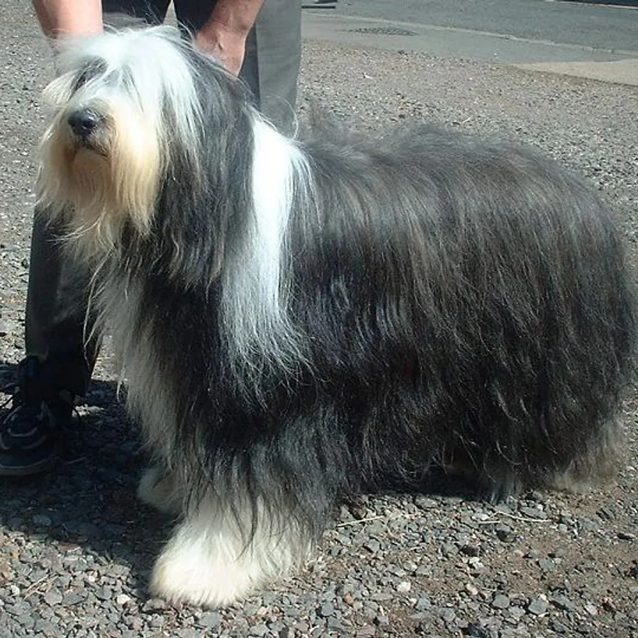 Bearded Collie dog