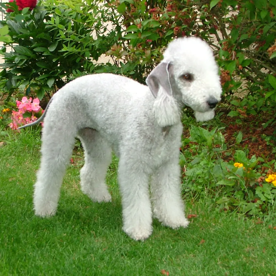 Bedlington Terrier dog