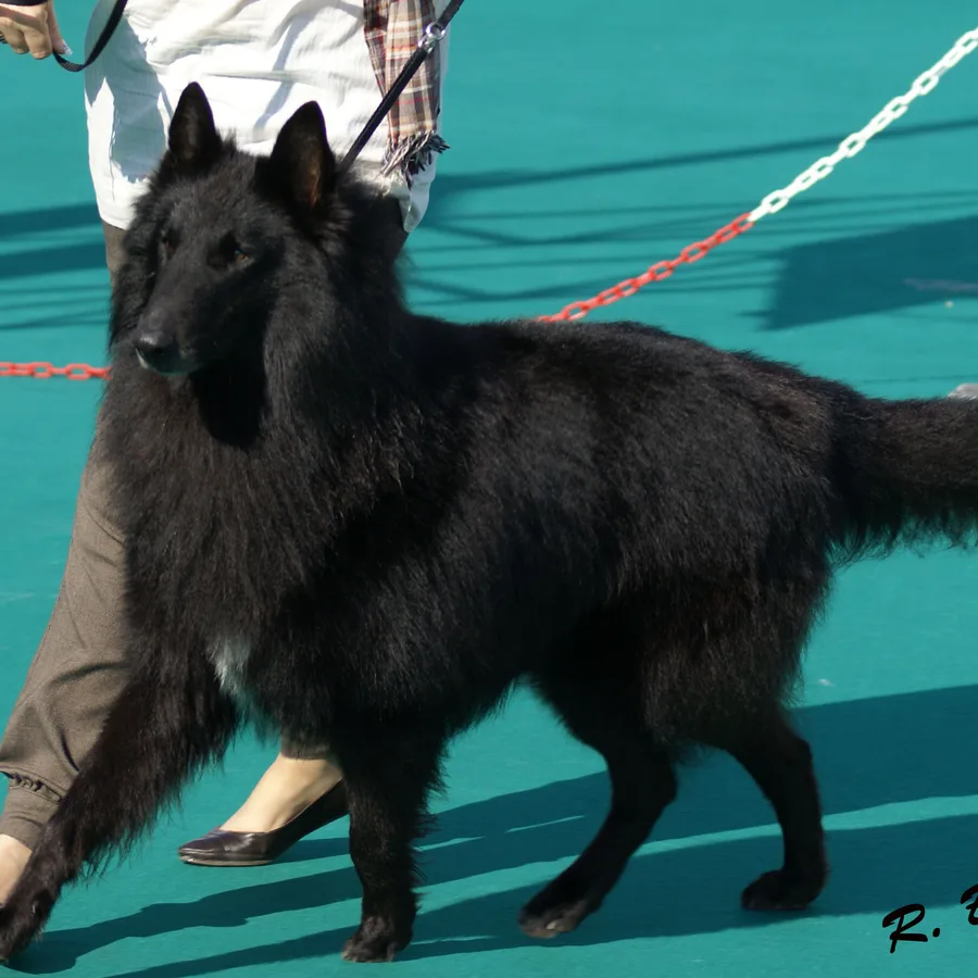 Belgian Malinois dog
