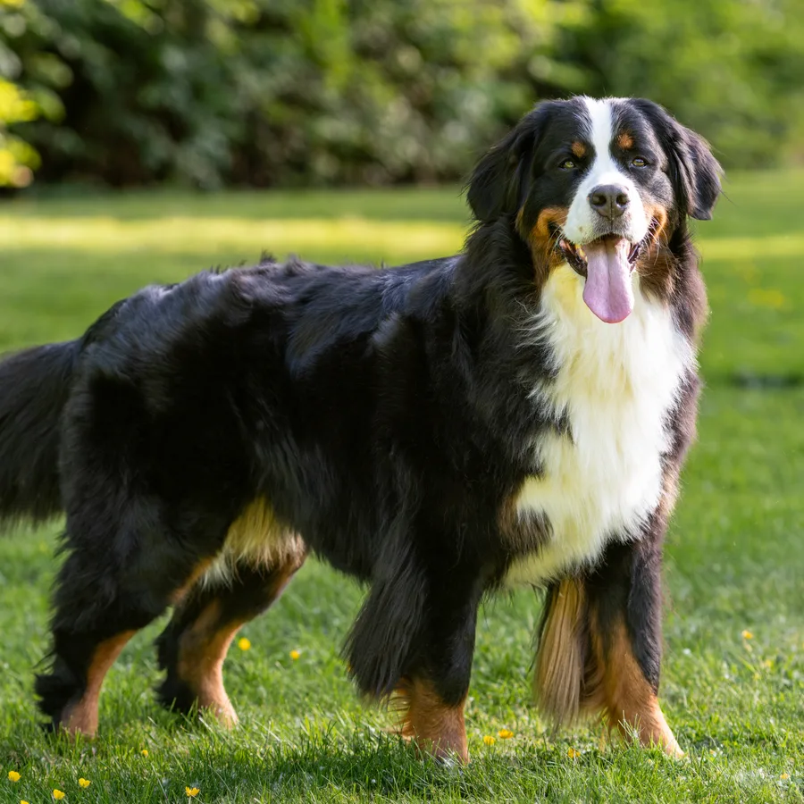 Bernese Mountain Dog dog