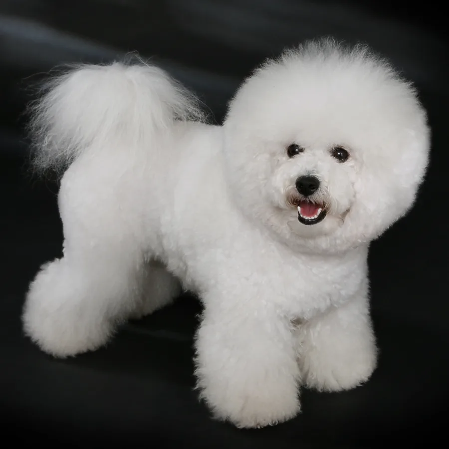 Bichon Frise dog