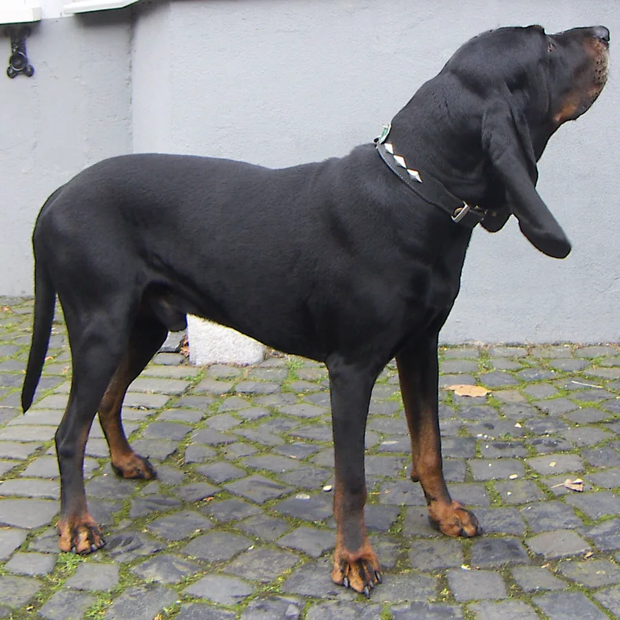 Black and Tan Coonhound dog