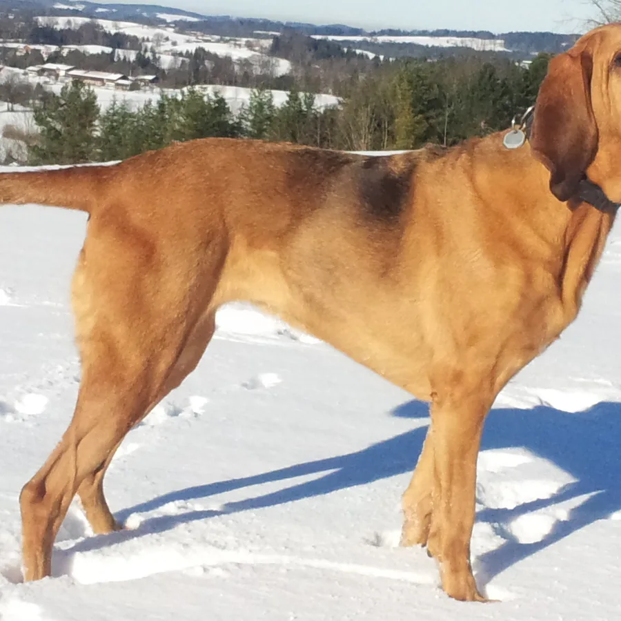 Bloodhound dog
