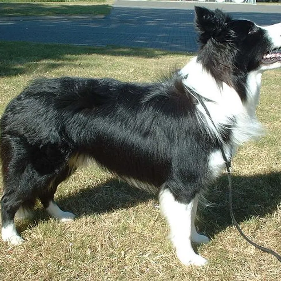 Border Collie dog