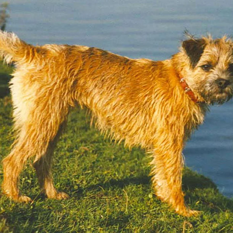 Border Terrier dog