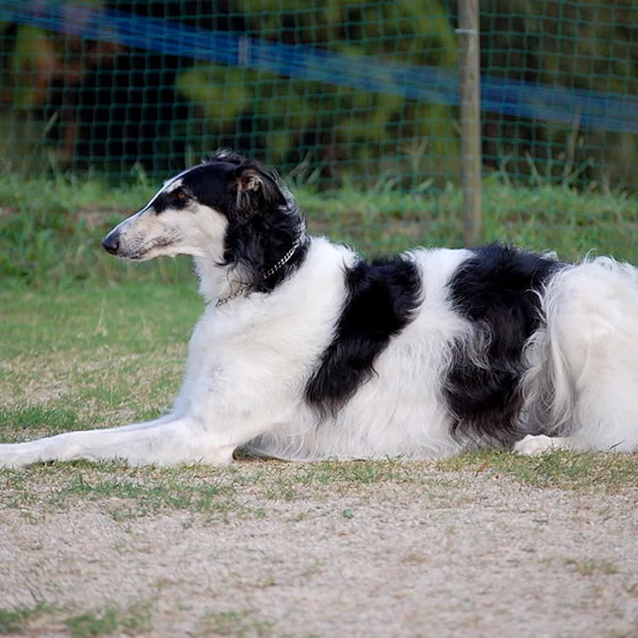 Borzoi dog