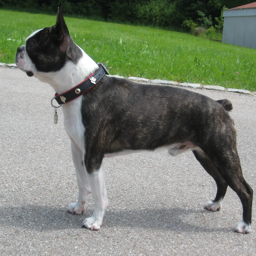 Boston Terrier dog
