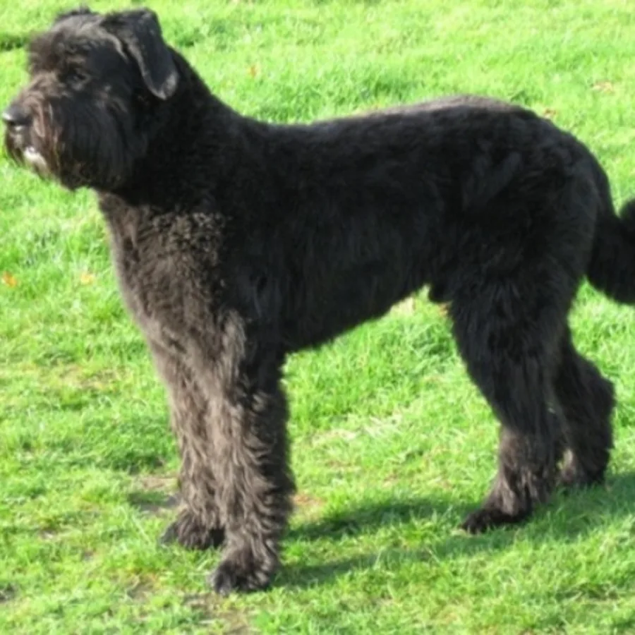 Bouvier des Flandres dog