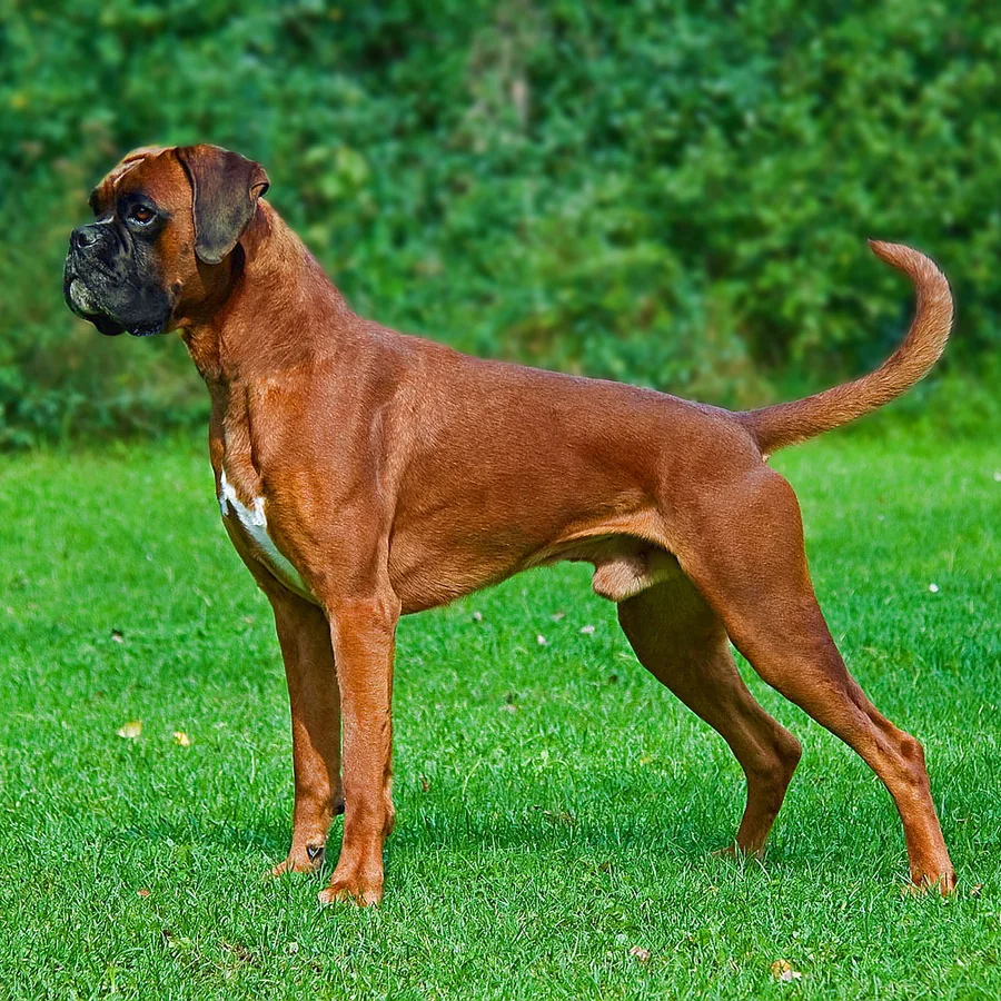 Boxer dog