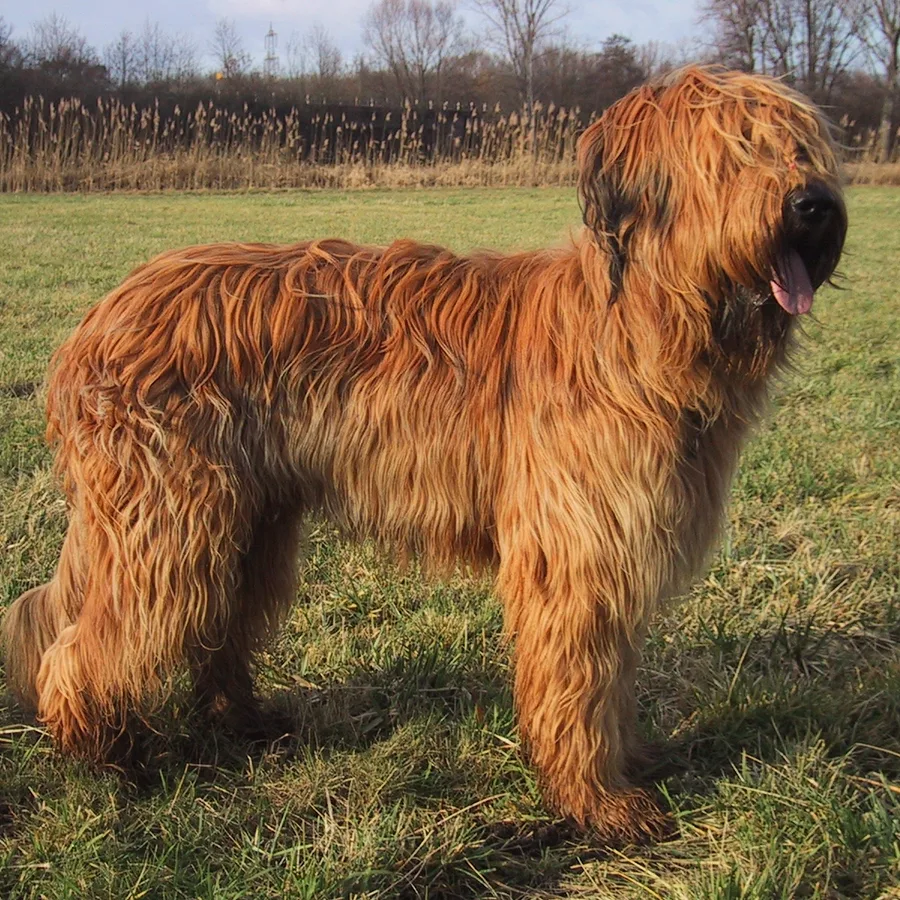Briard dog
