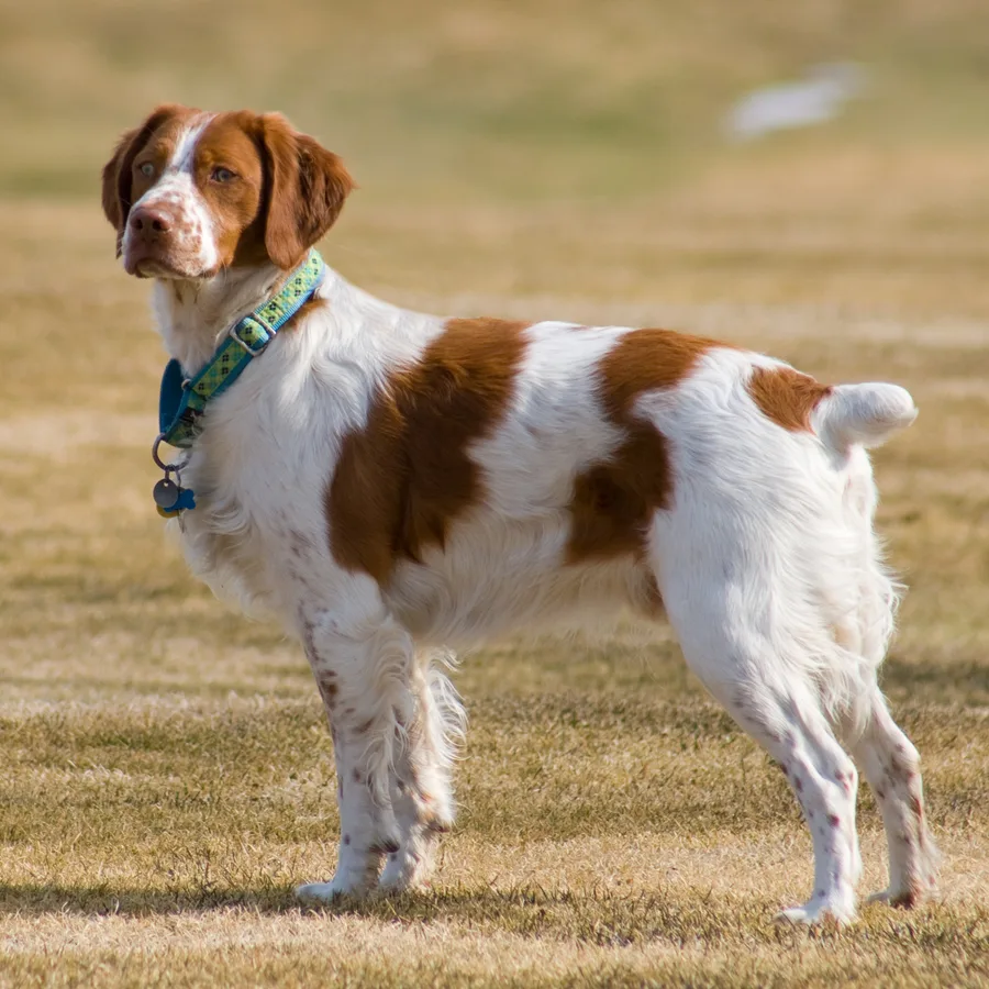 Brittany dog