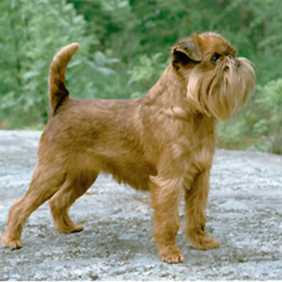 Brussels Griffon dog
