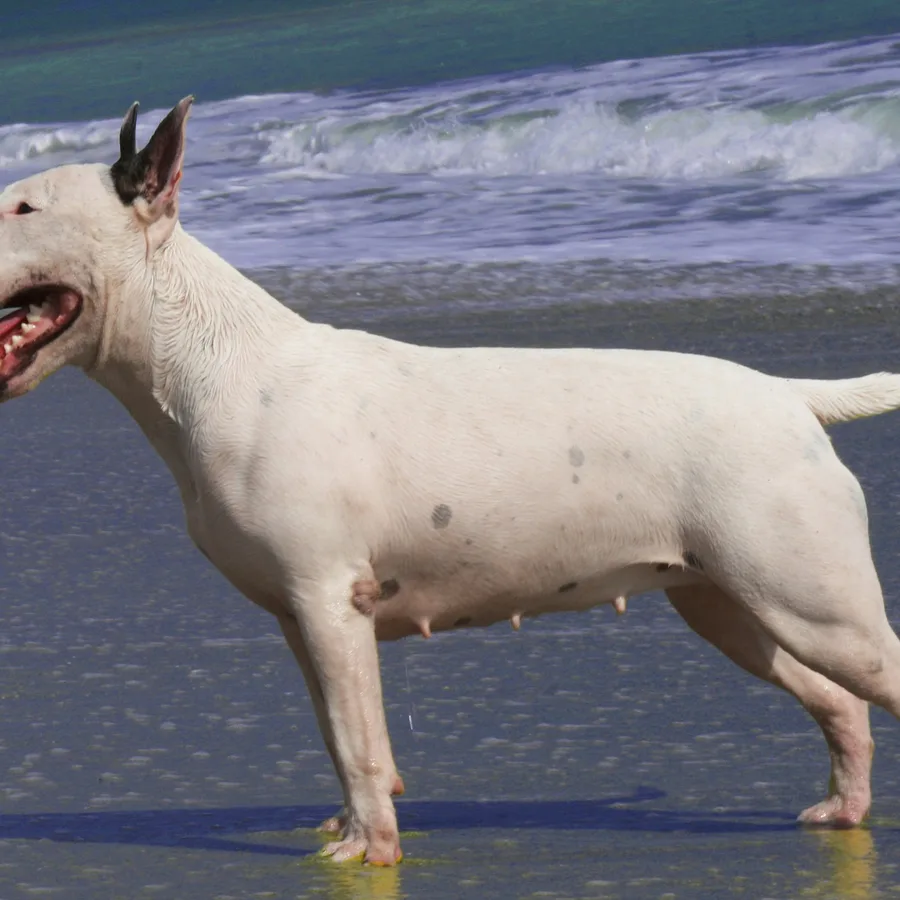 Bull Terrier dog