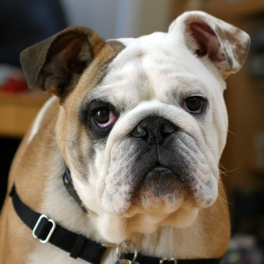 Bulldog dog