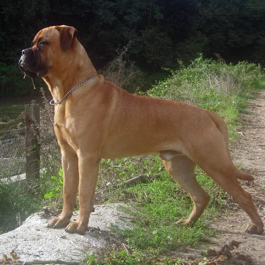 Bullmastiff dog