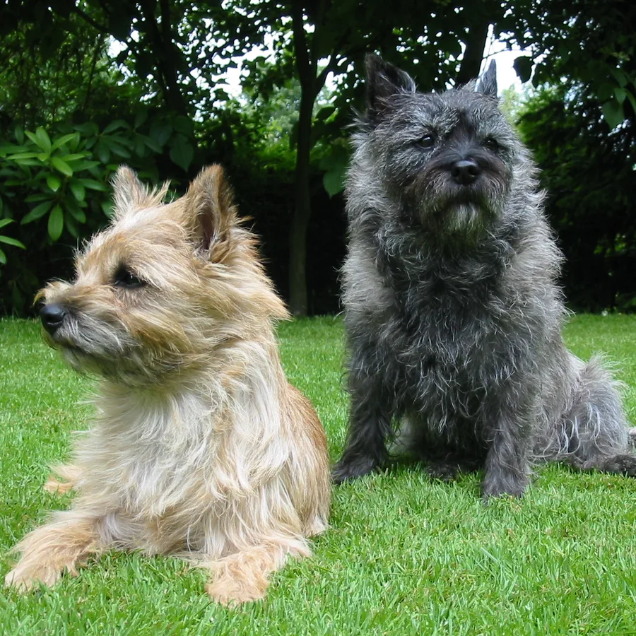 Cairn Terrier dog