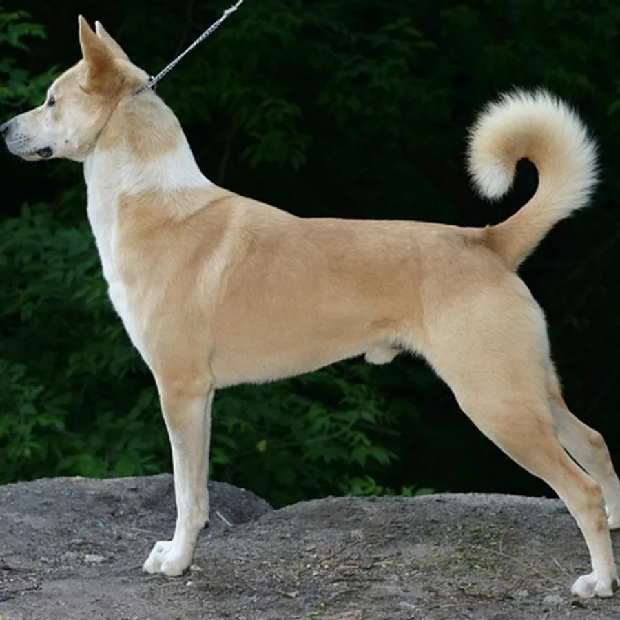 Canaan Dog dog