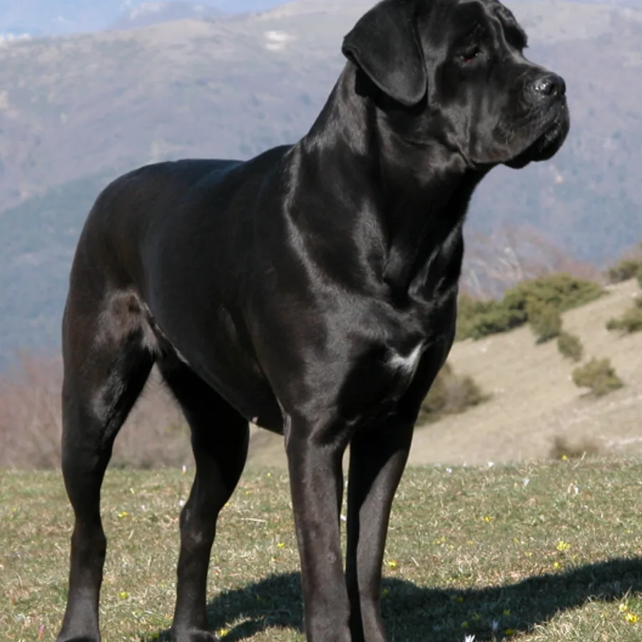 Cane Corso dog