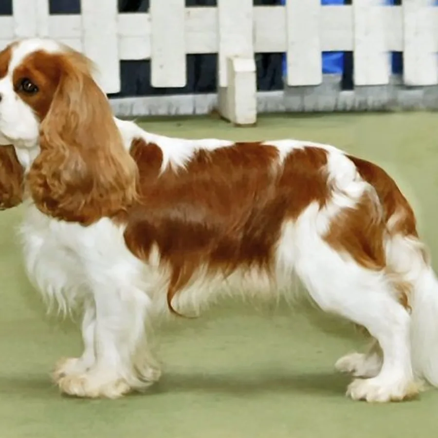 Cavalier King Charles Spaniel dog
