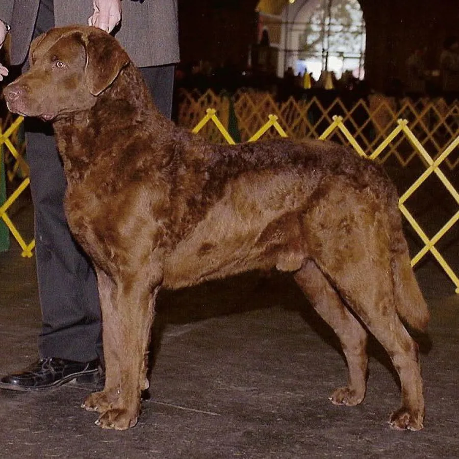 Chesapeake Bay Retriever dog