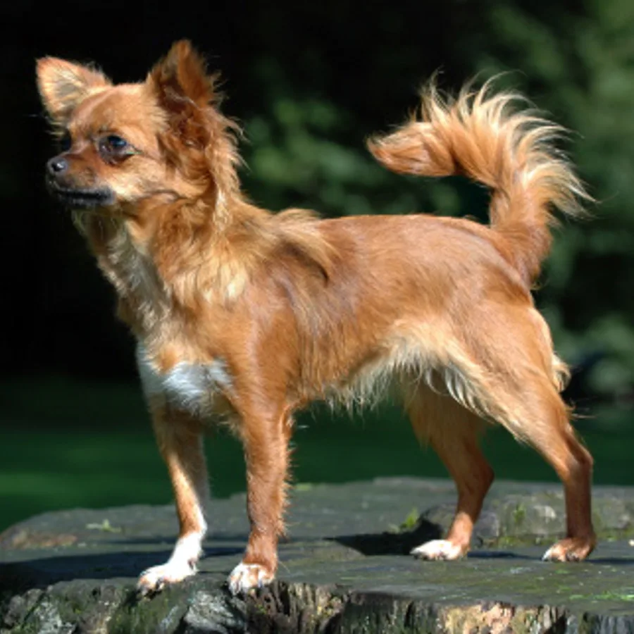Chihuahua dog