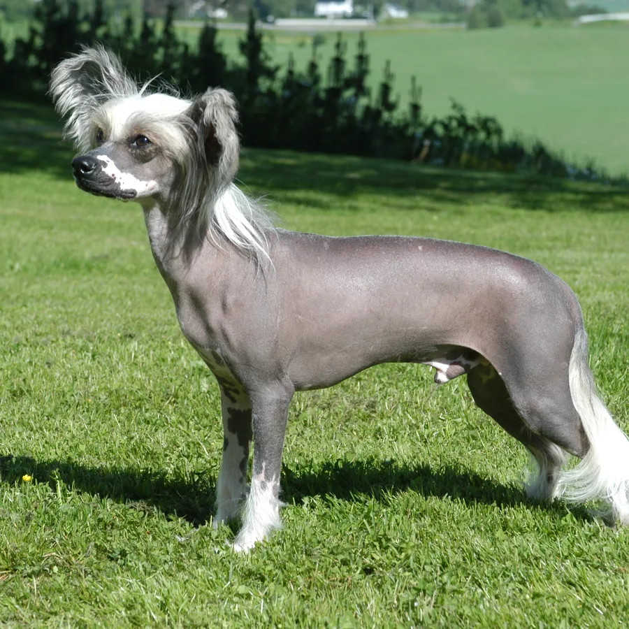 Chinese Crested dog