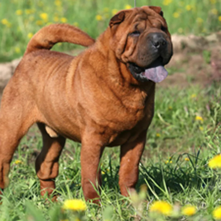Chinese Shar-Pei dog