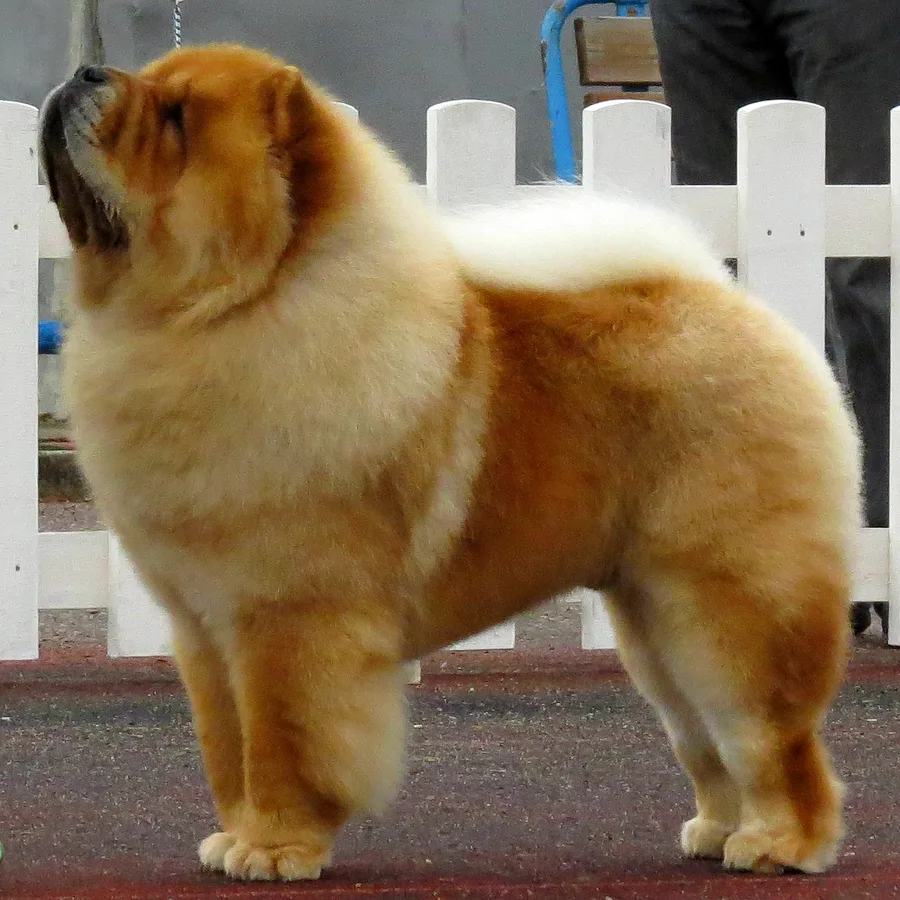 Chow Chow dog