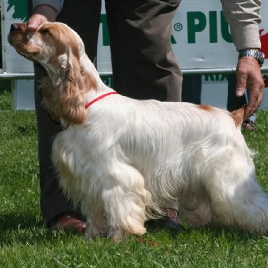 Cocker Spaniel dog