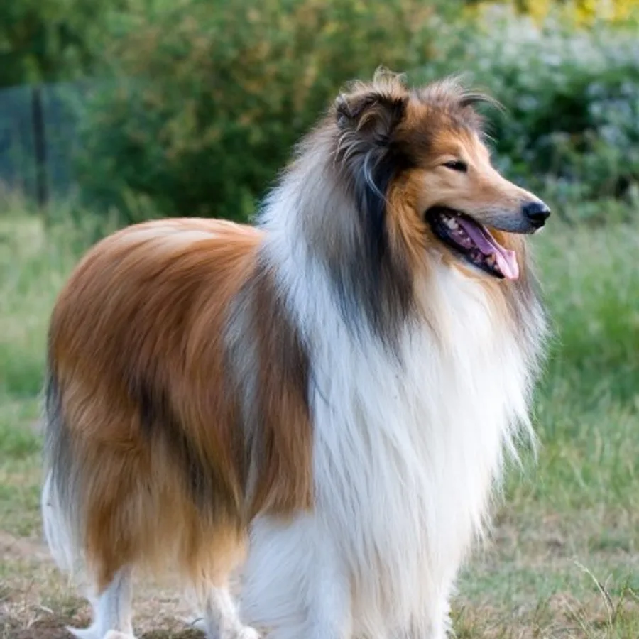 Collie dog