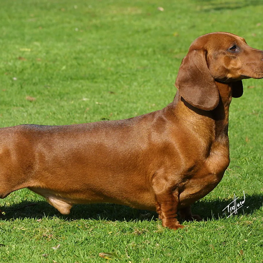 Dachshund dog